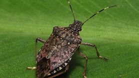 Kahverengi Kokarcanın Fındık Üzerindeki Olumsuz Etkileri Artıyor