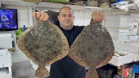 Karadeniz'de Hamsi Bolluğu Diğer Balık Türlerini Canlandırıyor