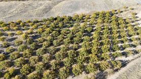 Malatya'da Kayısı Ağaçları Umut Veriyor