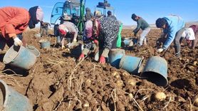 Malazgirt’te Patates Üretiminde Umut Verici Başarı