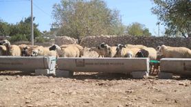 Mardin'de Su Sıvatı Dağıtımı
