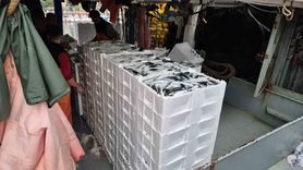 Marmara Denizi'nde Balıkçılara Bereket