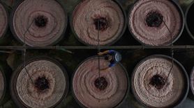 Marmarabirlik Zeytin Hasadında Hedef: 70 Bin Ton Alım ve 50 Milyon Dolar İhracat