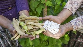 Mersin'de Atalık Tohumlar Gelecek Nesillere Aktarılıyor