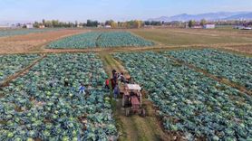 Muş Ovası'nda Gönüllü Gençler Çiftçilere Destek Oluyor