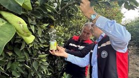 Narenciyede Hasat ve Akdeniz Meyve Sineği ile Mücadele