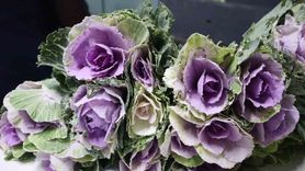 Öğretmenler Günü'nde Yalova Çiçek Mezatı Canlandı