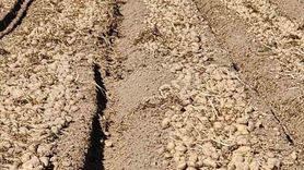 Patnos'ta Patates Hasadı Tamamlandı