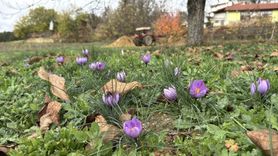 Safranbolu’da Soğuk Hava Hasadı Uzattı