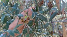 Salihli'de Üreticilere Zeytin Dal Kanseri Uyarısı