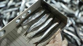 Samsun'da Balık Denetimlerinden 109 Kişiye Cezai İşlem