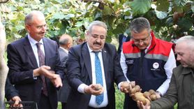 Samsun'da Kivi Hasat Etkinliği Düzenlendi