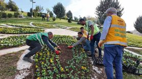 Şanlıurfa'da 400 Bin Çiçek Üretimi Başladı