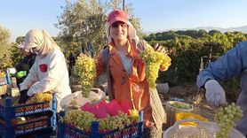 Sarıgöl'de Üzüm Fiyatları Düşüşte: Üreticiler Zor Durumda