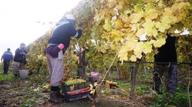Sarıgöl'de Üzüm Hasadı Devam Ediyor