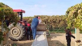 Sarıgöl'de Üzüm Hasadı ve Örtü Toplama Çalışmaları Artış Gösteriyor