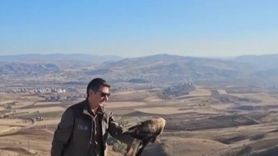 Sivas'ta Yıpranmış Şahin Yeniden Doğaya Kazandırıldı