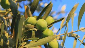 Sofralık Zeytin Alırken Dikkat Edilmesi Gerekenler