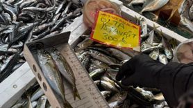 Tekirdağ'da Sürdürülebilir Balıkçılık Denetimi