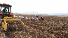 Tercan Ovası'nda Kışlık Patates Hasadı Başladı