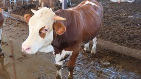 Türkiye'deki Buzağı Ölümleri ve Hayvancılık Sorunları