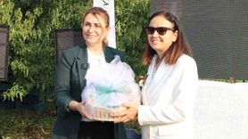 Yalova'nın Coğrafi İşaretli Kivisinde Hasat Sevinci