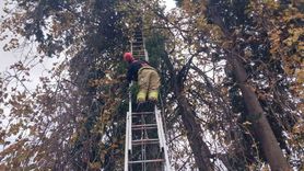 Ağaçta Mahsur Kalan Şahin Kurtarıldı