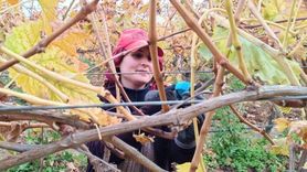 Bölgedeki Üzüm Üreticileri Budama Maliyetlerinden Kurtuluyor