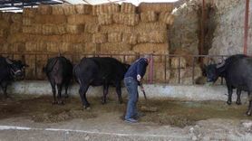 Bozdoğan'da Manda Kaymağının Yükselişi