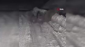 Çankırı'da Kış Uykusuna Yatamayan Ayılar Görüntülendi