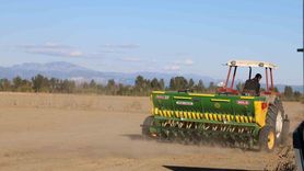 Çukurova'da Buğday Ekimi Hızla Devam Ediyor