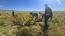 Diyarbakır'ın Ünlü Karacadağ Pirinci: Doğal ve Besleyici