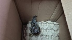 Duyarlı Vatandaşın Kumru Yardımı