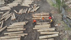 Düzce'den Rekor Orman Ürünü İhracatı