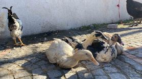 Edirne’de Kanatlı Hayvan Satışlarındaki Durgunluk