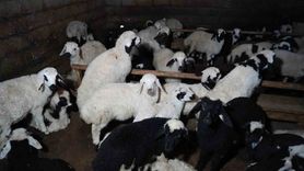 Erzincan'da Son Kuzular Üreticileri Sevindiriyor