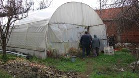 Feruziye Nine'nin Kışın Üzüm Yetiştiren Serası