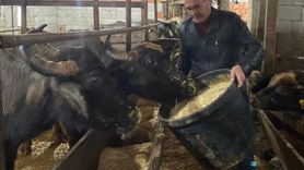 Giresun'da Manda İşletmelerine Destek Ödemesi Yapıldı