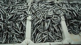 Hamsi Fiyatlarında Artış: Artık 200 TL