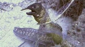 Hayalet Ağlarla Mücadelede Rekor Tarama