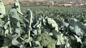 İzmir Menemen Ovası'nda Brokoli Hasadı Başladı