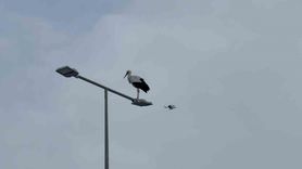 Karabük'ün İkonu Leylek Dronla Görüntülendi