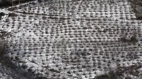 Karadeniz'deki Kar Yağışı Tarım Ürünlerine İyi Geldi