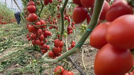 Kasım Ayında Domates ve Sebze Fiyatlarında Düşüş Yaşandı