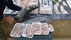 Kayseri Balıkçılarında Hamsi Bolluğu