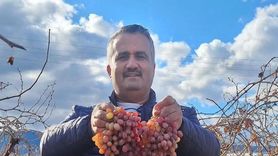 Kış Aylarında Taze Kalabilen Crimson Üzümü