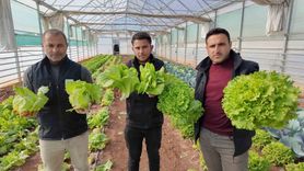 Kışlık Sebze Hasadı Şanlıurfa'da Başladı