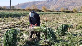 Kozan'da Pırasa Hasadı Başladı: Fiyatlar 20-22 TL Arasında