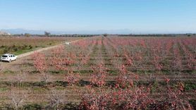 Kozan'dan Almanya'ya Cennet Hurması İhracı