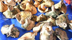 Kuşadası'nda Yerel Üretici Sergisi Kış Ürünleri ile Zenginleşti